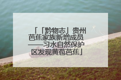 「黔物志」贵州芭蕉家族新增成员——习水自然保护区发现黄苞芭蕉