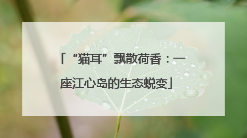 “猫耳”飘散荷香：一座江心岛的生态蜕变