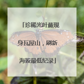 珍稀光叶蕨现身瓦屋山，刷新海拔最低纪录