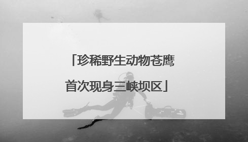 珍稀野生动物苍鹰首次现身三峡坝区