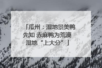 瓜州：湿地景美鸭先知 赤麻鸭为荒漠湿地“上大分”