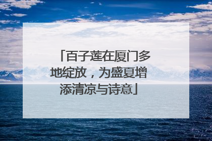 百子莲在厦门多地绽放，为盛夏增添清凉与诗意