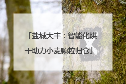 盐城大丰：智能化烘干助力小麦颗粒归仓