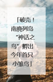 破壳！南麂列岛“神话之鸟”孵出今年首只小雏鸟