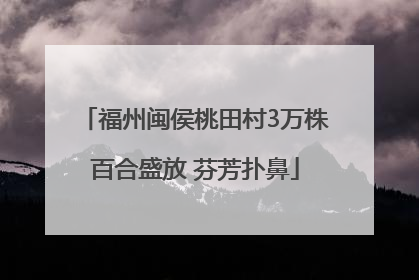 福州闽侯桃田村3万株百合盛放 芬芳扑鼻