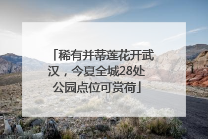 稀有并蒂莲花开武汉，今夏全城28处公园点位可赏荷