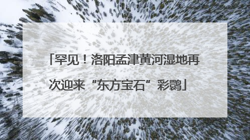 罕见！洛阳孟津黄河湿地再次迎来“东方宝石”彩鹮