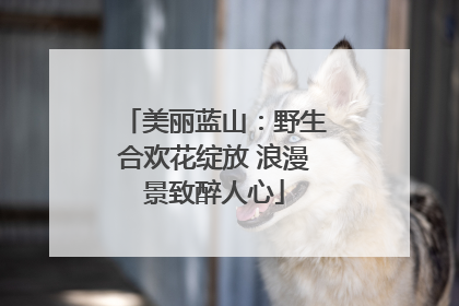 美丽蓝山：野生合欢花绽放 浪漫景致醉人心