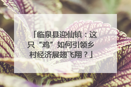临泉县迎仙镇：这只“鸡”如何引领乡村经济展翅飞翔？