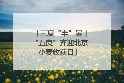 三夏“丰”景｜“五良”齐迎北京小麦收获日