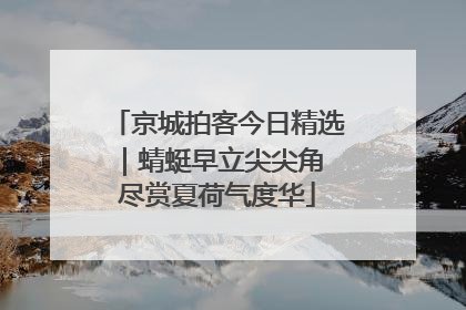 京城拍客今日精选｜蜻蜓早立尖尖角 尽赏夏荷气度华