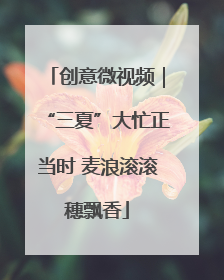 创意微视频｜“三夏”大忙正当时 麦浪滚滚穗飘香