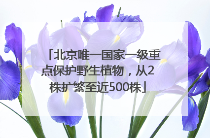 北京唯一国家一级重点保护野生植物，从2株扩繁至近500株