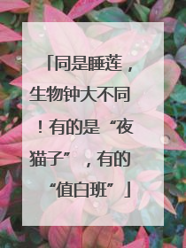 同是睡莲，生物钟大不同！有的是“夜猫子”，有的“值白班”