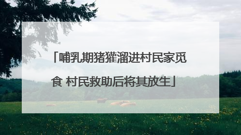 哺乳期猪獾溜进村民家觅食 村民救助后将其放生