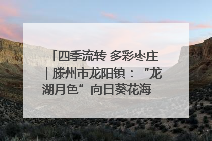 四季流转 多彩枣庄｜滕州市龙阳镇：“龙湖月色”向日葵花海 绘就乡村振兴新画卷