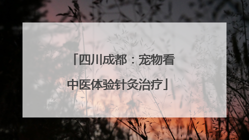 四川成都：宠物看中医体验针灸治疗