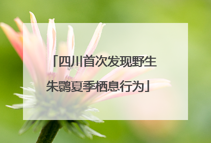 四川首次发现野生朱鹮夏季栖息行为