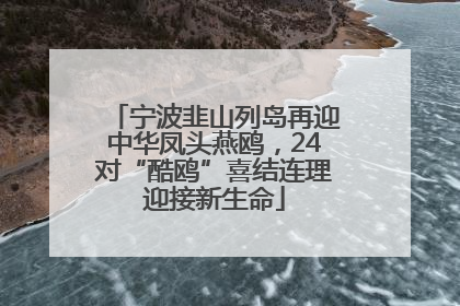 宁波韭山列岛再迎中华凤头燕鸥，24对“酷鸥”喜结连理迎接新生命