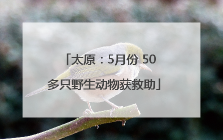 太原：5月份 50多只野生动物获救助
