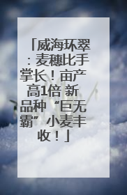威海环翠：麦穗比手掌长！亩产高1倍 新品种“巨无霸”小麦丰收！