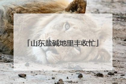 山东盐碱地里丰收忙