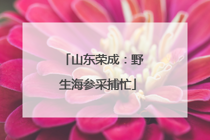山东荣成：野生海参采捕忙