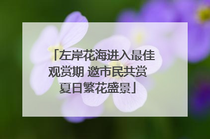 左岸花海进入最佳观赏期 邀市民共赏夏日繁花盛景