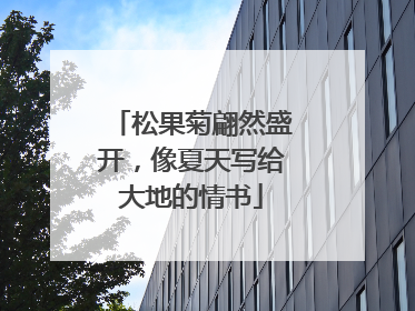 松果菊翩然盛开，像夏天写给大地的情书