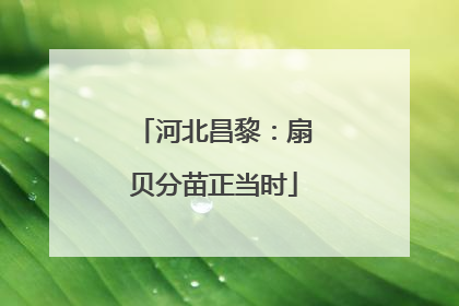 河北昌黎：扇贝分苗正当时