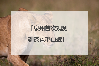 泉州首次观测到深色型白鹭