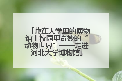 藏在大学里的博物馆丨校园里奇妙的“动物世界”——走进河北大学博物馆
