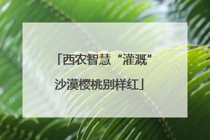 西农智慧“灌溉” 沙漠樱桃别样红