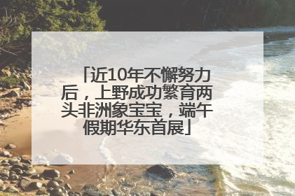 近10年不懈努力后，上野成功繁育两头非洲象宝宝，端午假期华东首展