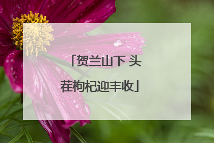 贺兰山下 头茬枸杞迎丰收