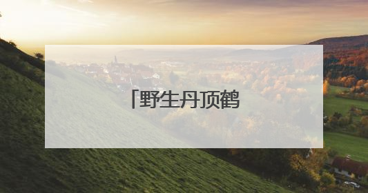 野生丹顶鹤“带娃”忙