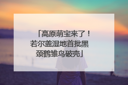 高原萌宝来了！若尔盖湿地首批黑颈鹤雏鸟破壳