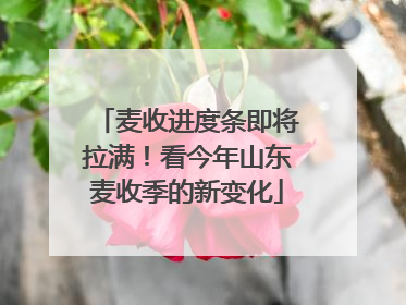 麦收进度条即将拉满！看今年山东麦收季的新变化