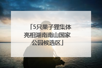 5只果子狸集体亮相湖南南山国家公园候选区