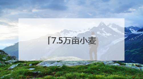 7.5万亩小麦喜开夏收第一镰