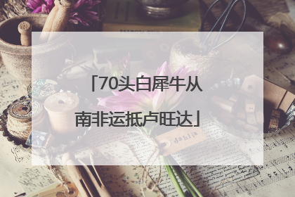 70头白犀牛从南非运抵卢旺达